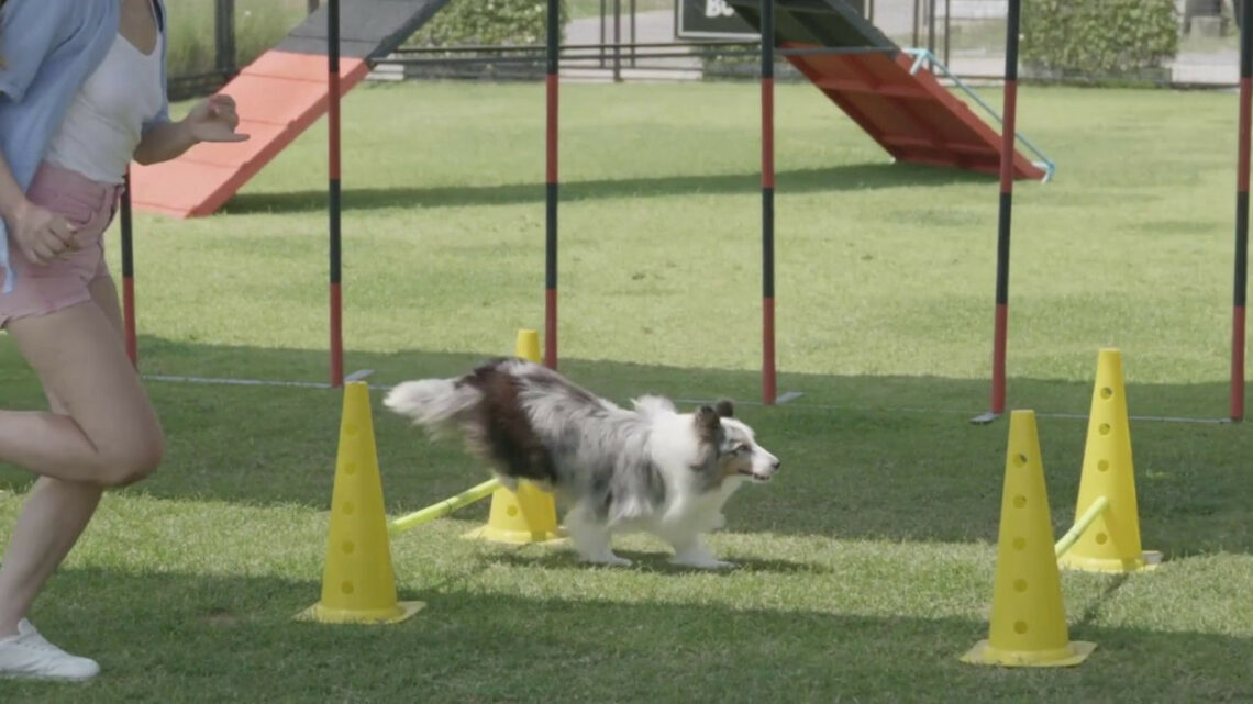 Un convegno sullo status di cane-atleta e la tutela del suo benessere Un convegno sullo status di cane-atleta e la tutela del suo benessere