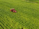 Philip Morris, investimento da 500 mln per la filiera del tabacco