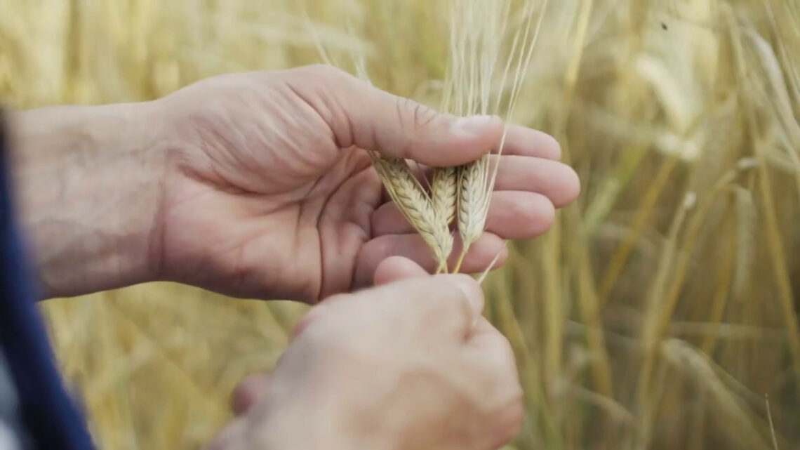 Agricoltura, aumentano i terreni con frumento tenero Agricoltura, aumentano i terreni con frumento tenero