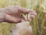 Agricoltura, aumentano i terreni con frumento tenero