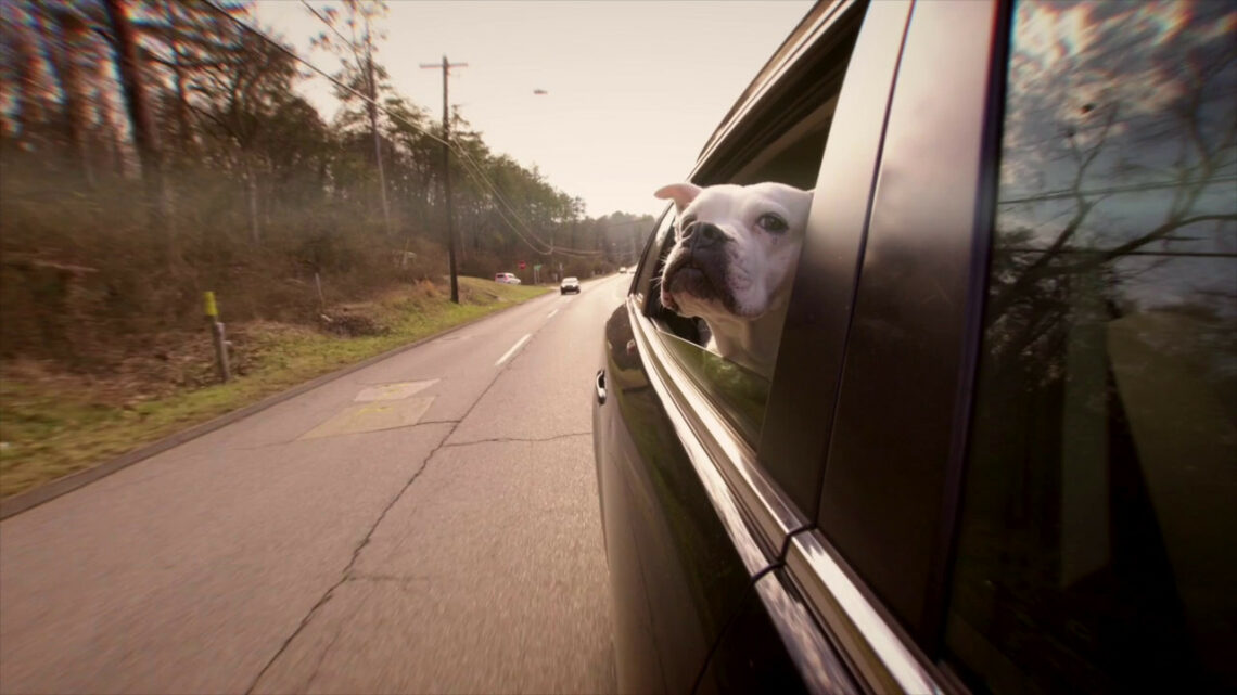 Il tuo cane soffre di mal d’auto? Ecco quali sono i sintomi Il tuo cane soffre di mal d’auto? Ecco quali sono i sintomi