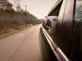 Il tuo cane soffre di mal d’auto? Ecco quali sono i sintomi