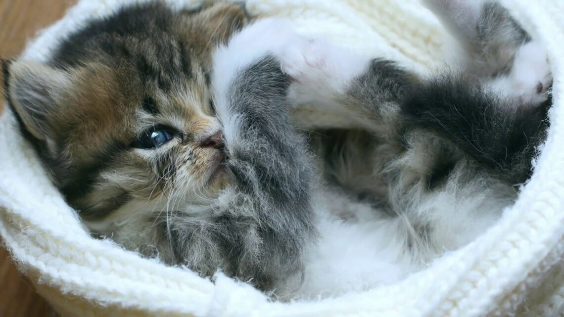 Come dorme il tuo gatto? Tre posizioni diverse, diversi significati Come dorme il tuo gatto? Tre posizioni diverse, diversi significati