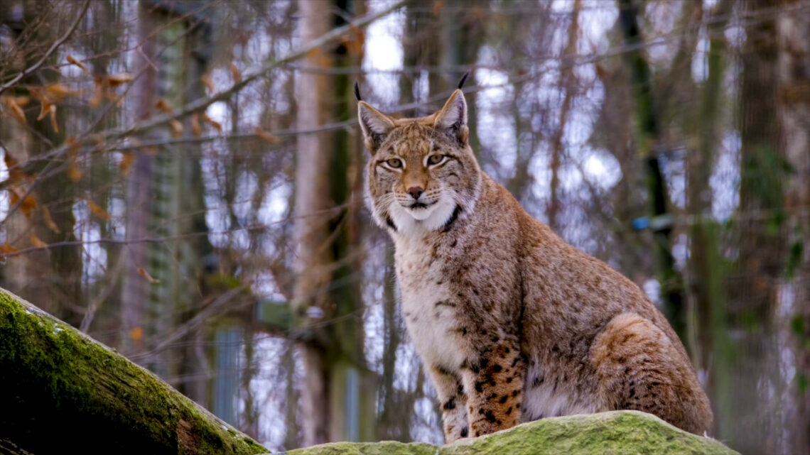 Al via un progetto per salvare la lince Al via un progetto per salvare la lince