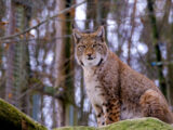 Al via un progetto per salvare la lince