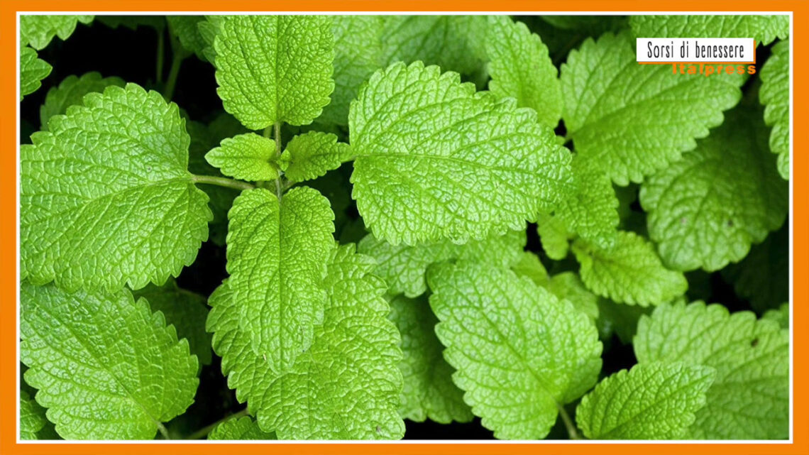 Sorsi di benessere – Una tisana rilassante che favorisce il sonno Sorsi di benessere – Una tisana rilassante che favorisce il sonno