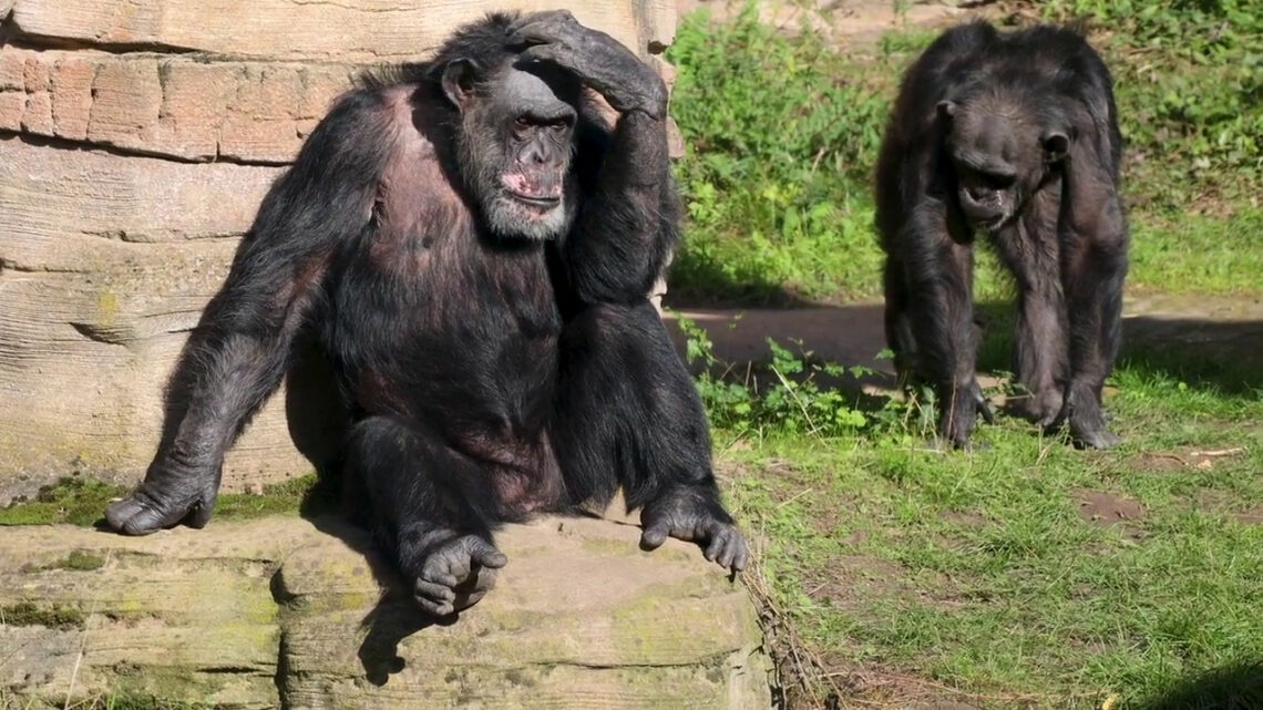 Gli scimpanzé curano le proprie ferite con gli insetti Gli scimpanzé curano le proprie ferite con gli insetti