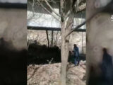 Un lupo ferito salvato in Irpinia, corsa contro il tempo per soccorsi
