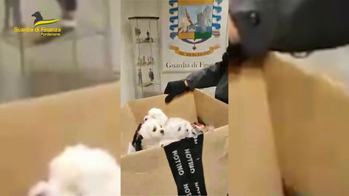 Polacco trasportava cinque cagnolini senza passaporto sanitario Polacco trasportava cinque cagnolini senza passaporto sanitario