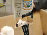 Polacco trasportava cinque cagnolini senza passaporto sanitario