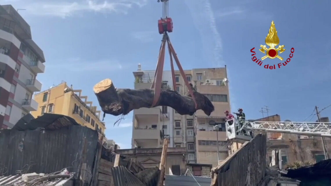 Rimosso albero caduto al Mercato delle pulci di Palermo Rimosso albero caduto al Mercato delle pulci di Palermo