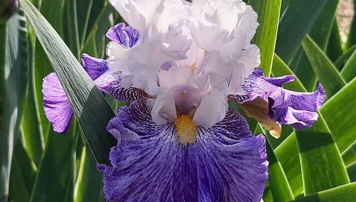 Primavera fra i fiori nel centro di Firenze