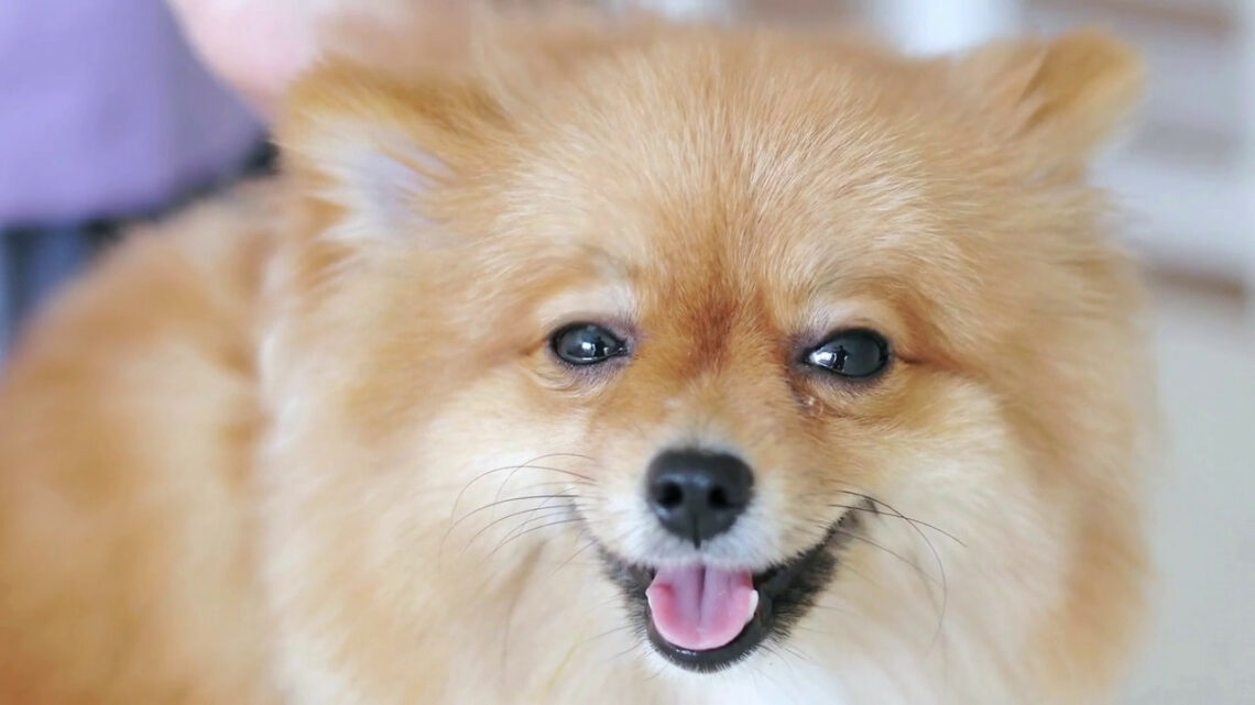 Un test ci rivela se il nostro cane è felice Un test ci rivela se il nostro cane è felice