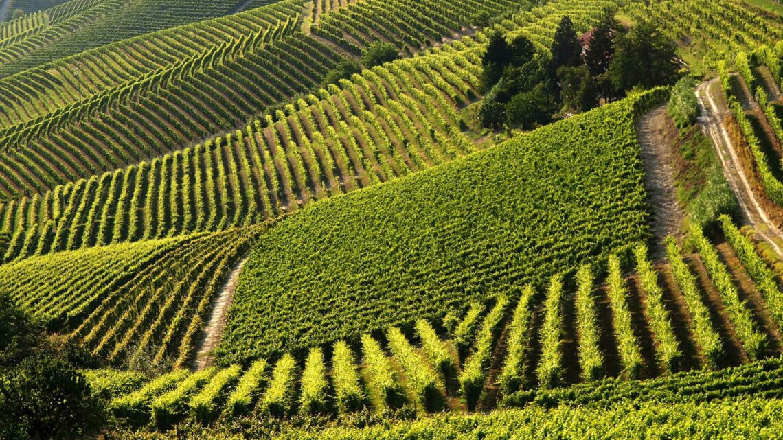 Arriva “Monferrato Wine Festival – Monferrato Identity” Arriva “Monferrato Wine Festival – Monferrato Identity”