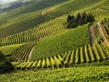 Arriva “Monferrato Wine Festival – Monferrato Identity”