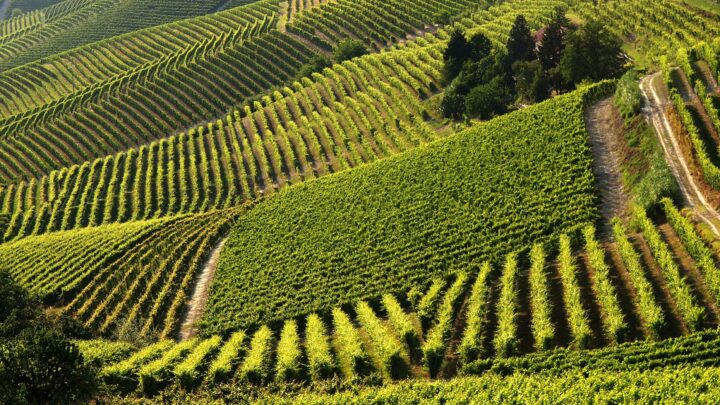 Arriva “Monferrato Wine Festival – Monferrato Identity”