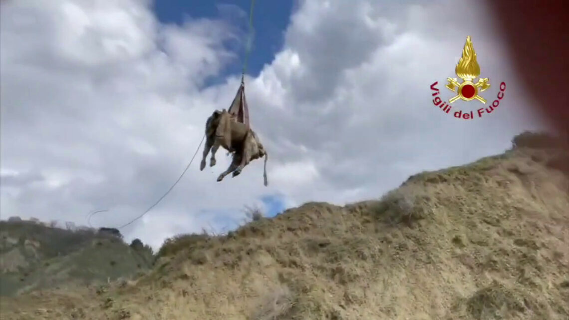Matera, mucca cade in un dirupo. Le immagini del salvataggio Matera, mucca cade in un dirupo. Le immagini del salvataggio