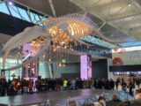 Aeroporto Fiumicino, inaugurata la nuova area imbarco del Terminal 1