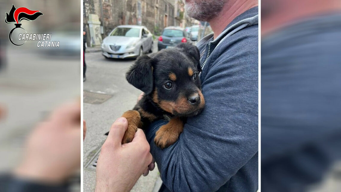 Il cucciolo “Dante” a difesa del fortino della droga a Catania Il cucciolo “Dante” a difesa del fortino della droga a Catania