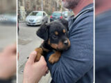 Il cucciolo “Dante” a difesa del fortino della droga a Catania