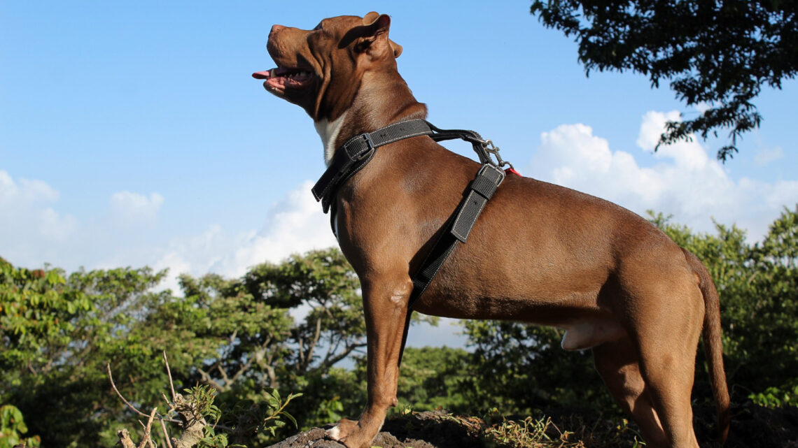 Alimentazione del Pitbull: guida e consigli utili Alimentazione del Pitbull: guida e consigli utili