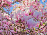 Cinque luoghi dove ammirare le magnolie in fiore in Ticino
