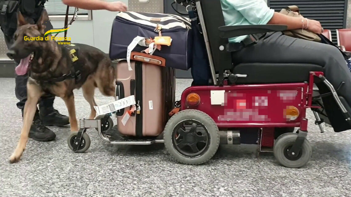 Otto chili di cocaina nella sedia a rotelle, arrestato a Malpensa Otto chili di cocaina nella sedia a rotelle, arrestato a Malpensa