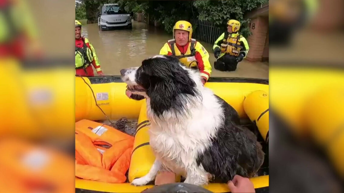 Maltempo, Croce Rossa al lavoro per salvare persone e animali Maltempo, Croce Rossa al lavoro per salvare persone e animali