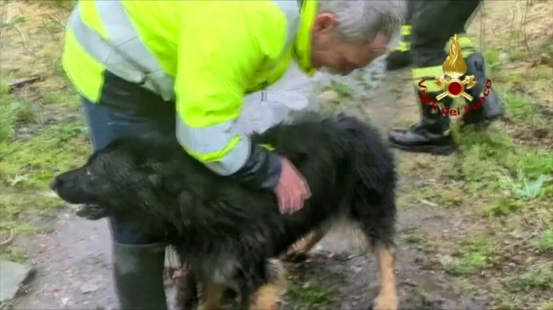 Vigili del Fuoco salvano cane finito tra le rapide del fiume Stura Vigili del Fuoco salvano cane finito tra le rapide del fiume Stura