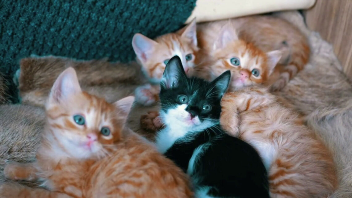 Animali domestici, cresce la domanda di servizi per il loro benessere Animali domestici, cresce la domanda di servizi per il loro benessere