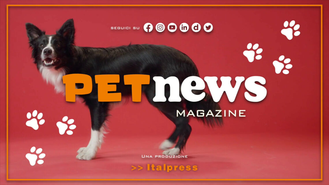 PetNews Magazine – 27/6/2023 PetNews Magazine – 27/6/2023