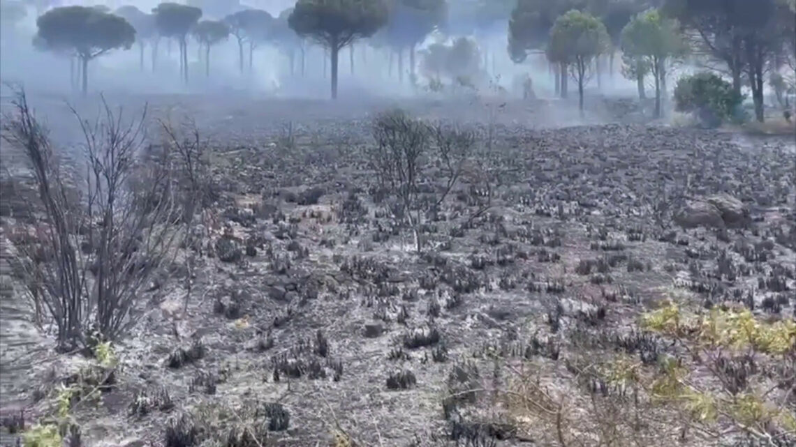 Incendi a Palermo, le immagini della devastazione Incendi a Palermo, le immagini della devastazione