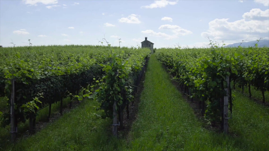 Al via “FreeCO2”, imprese vitivinicole più sostenibili Al via “FreeCO2”, imprese vitivinicole più sostenibili