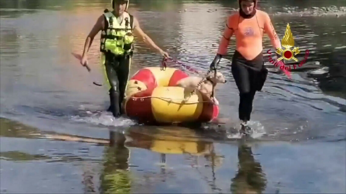 Vigili del fuoco salvano cane in pericolo sul fiume Serchio a Lucca Vigili del fuoco salvano cane in pericolo sul fiume Serchio a Lucca