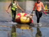 Vigili del fuoco salvano cane in pericolo sul fiume Serchio a Lucca