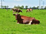 Malambiente in Campania. Paura per la tubercolosi bovina.