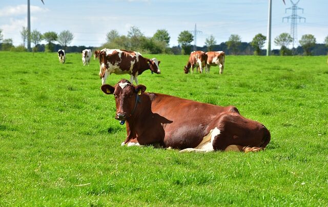 Malambiente in Campania. Paura per la tubercolosi bovina.