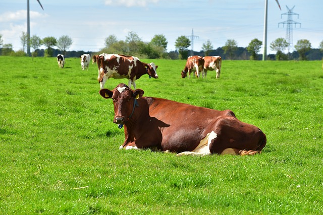 Malambiente in Campania. Paura per la tubercolosi bovina.