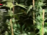 Coltivavano marijuana, denunciata una famiglia nel Torinese
