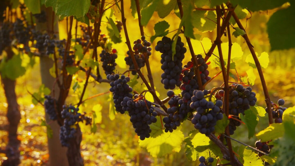 Vendemmia, produzione in calo Vendemmia, produzione in calo