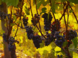 Vendemmia, produzione in calo