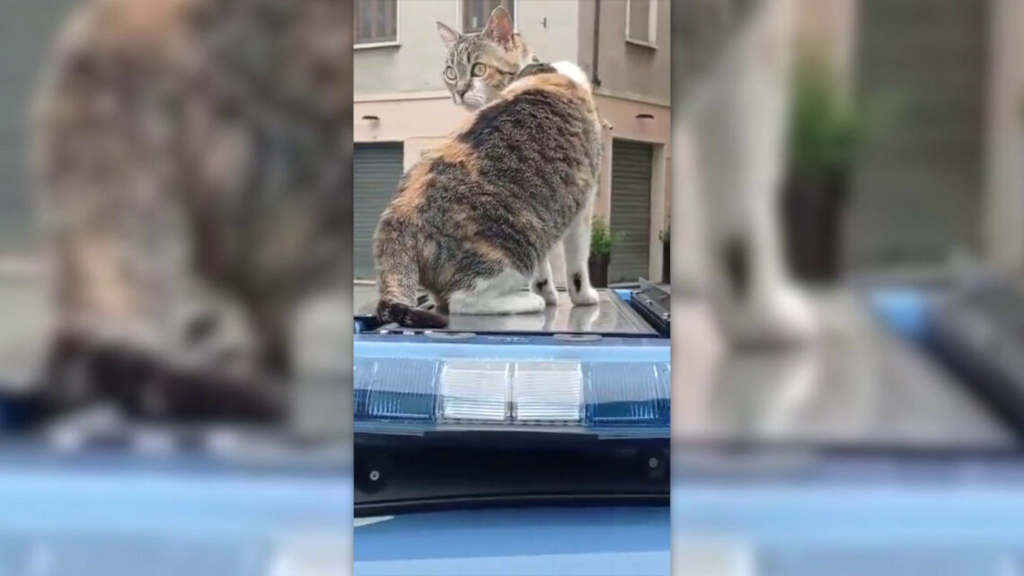 Festa del gatto, giro in volante per la mascotte della polizia Romina Festa del gatto, giro in volante per la mascotte della polizia Romina