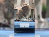Festa del gatto, giro in volante per la mascotte della polizia Romina