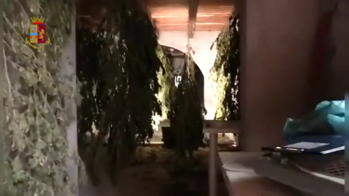 Sequestrate a Cagliari 1.300 piante di marijuana, un arrestato Sequestrate a Cagliari 1.300 piante di marijuana, un arrestato