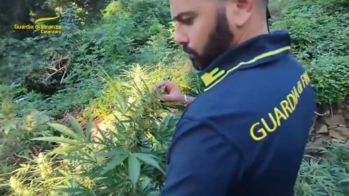 Tre coltivazioni di marijuana scoperte tra i boschi a Lamezia Terme Tre coltivazioni di marijuana scoperte tra i boschi a Lamezia Terme
