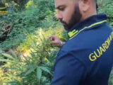 Tre coltivazioni di marijuana scoperte tra i boschi a Lamezia Terme