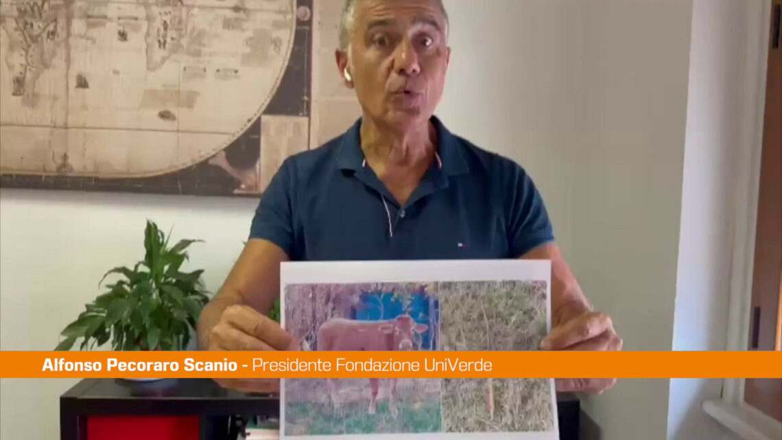Mucche uccise, Pecoraro Scanio “Contro orrore subito azioni decise” Mucche uccise, Pecoraro Scanio “Contro orrore subito azioni decise”