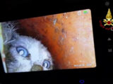 Vigili del fuoco salvano gattino finito in un tubo per lo scolo