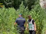 Foggia, scoperta piantagione di marijuana vicino alla stazione