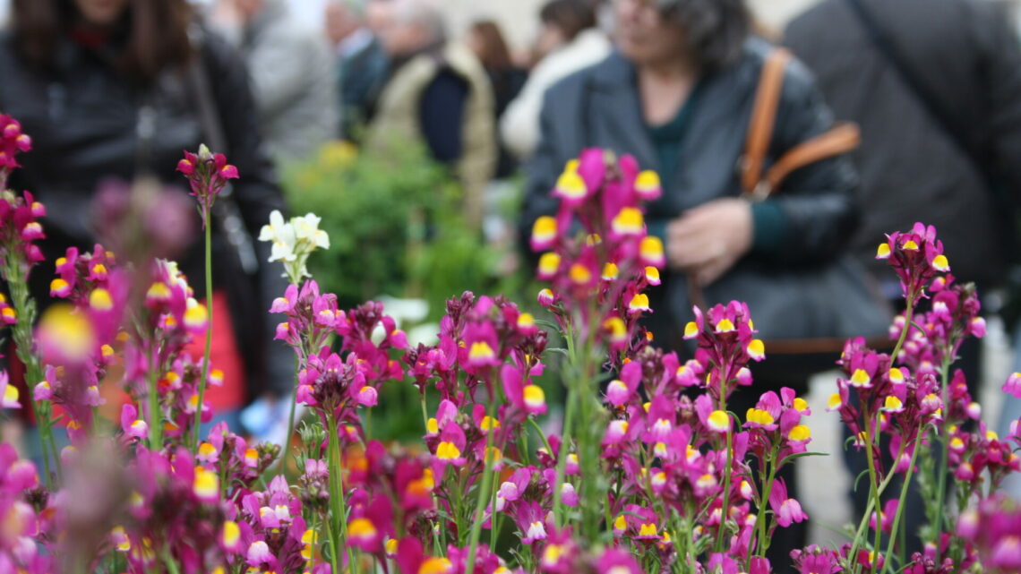 Firenze Flower Show, prima edizione autunnale: un weekend all’insegna del verde e della natura Firenze Flower Show, prima edizione autunnale: un weekend all’insegna del verde e della natura
